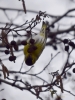 Filename=084_fotowilga~59.JPG
Filesize=246KB
Dimensions=525x700
Date added=Dec 03, 2017 084_fotowilga~59.JPG