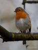 Filename=084_fotowilga~65.JPG
Filesize=218KB
Dimensions=525x700
Date added=Mar 13, 2018 084_fotowilga~65.JPG