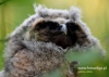 Filename=085_fotowilga~30.JPG
Filesize=79KB
Dimensions=640x457
Date added=Jul 10, 2016 085_fotowilga~30.JPG