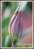 Filename=085_fotowilga~37.JPG
Filesize=164KB
Dimensions=379x540
Date added=Feb 06, 2017 085_fotowilga~37.JPG