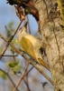Filename=085_fotowilga~39.JPG
Filesize=279KB
Dimensions=499x700
Date added=Apr 22, 2017 085_fotowilga~39.JPG
