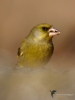 Filename=085_fotowilga~59.JPG
Filesize=209KB
Dimensions=525x700
Date added=Jan 07, 2019 085_fotowilga~59.JPG