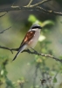 Filename=085_fotowilga~60.JPG
Filesize=204KB
Dimensions=499x700
Date added=Feb 02, 2019 085_fotowilga~60.JPG