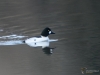 Filename=085_fotowilga~61.JPG
Filesize=234KB
Dimensions=700x525
Date added=Feb 06, 2019 085_fotowilga~61.JPG