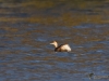 Filename=085_fotowilga~62.JPG
Filesize=256KB
Dimensions=700x525
Date added=Feb 23, 2019 085_fotowilga~62.JPG