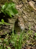 Filename=085_fotowilga~63.JPG
Filesize=373KB
Dimensions=525x700
Date added=Mar 04, 2019 085_fotowilga~63.JPG