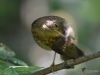 Filename=085_fotowilga~67.JPG
Filesize=289KB
Dimensions=700x525
Date added=Oct 03, 2019 085_fotowilga~67.JPG