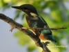 Filename=0866_fotowilga~2.JPG
Filesize=94KB
Dimensions=640x480
Date added=Apr 17, 2016 0866_fotowilga~2.JPG