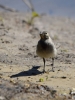 Filename=086_fotowilga~1.JPG
Filesize=267KB
Dimensions=525x700
Date added=Jan 05, 2019 086_fotowilga~1.JPG