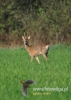 086_fotowilga~11.JPG