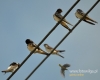 Filename=086_fotowilga~21.JPG
Filesize=71KB
Dimensions=600x480
Date added=Oct 30, 2015 086_fotowilga~21.JPG