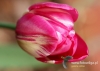 Filename=086_fotowilga~32.JPG
Filesize=78KB
Dimensions=640x457
Date added=May 08, 2016 086_fotowilga~32.JPG