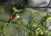 Filename=086_fotowilga~34.JPG
Filesize=74KB
Dimensions=640x457
Date added=Jul 18, 2016 086_fotowilga~34.JPG