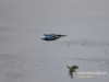 Filename=086_fotowilga~46.JPG
Filesize=56KB
Dimensions=640x480
Date added=Apr 05, 2017 086_fotowilga~46.JPG