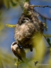 Filename=086_fotowilga~48.JPG
Filesize=250KB
Dimensions=525x700
Date added=Apr 18, 2017 086_fotowilga~48.JPG