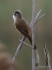 Filename=086_fotowilga~51.JPG
Filesize=215KB
Dimensions=525x700
Date added=May 21, 2017 086_fotowilga~51.JPG