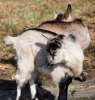 Filename=086_fotowilga~52.JPG
Filesize=379KB
Dimensions=667x700
Date added=Mar 10, 2019 086_fotowilga~52.JPG