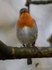 Filename=086_fotowilga~61.JPG
Filesize=219KB
Dimensions=525x700
Date added=Mar 17, 2018 086_fotowilga~61.JPG