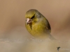 Filename=086_fotowilga~65.JPG
Filesize=205KB
Dimensions=700x525
Date added=Sep 16, 2018 086_fotowilga~65.JPG