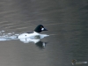 Filename=086_fotowilga~67.JPG
Filesize=249KB
Dimensions=700x525
Date added=Feb 06, 2019 086_fotowilga~67.JPG