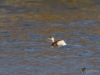 Filename=086_fotowilga~68.JPG
Filesize=255KB
Dimensions=700x525
Date added=Mar 24, 2019 086_fotowilga~68.JPG
