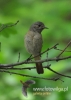 Filename=087_fotowilga~16.JPG
Filesize=69KB
Dimensions=343x480
Date added=Aug 22, 2015 087_fotowilga~16.JPG