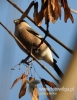 Filename=087_fotowilga~26.JPG
Filesize=82KB
Dimensions=373x480
Date added=Mar 19, 2016 087_fotowilga~26.JPG