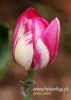 Filename=087_fotowilga~29.JPG
Filesize=60KB
Dimensions=343x480
Date added=May 14, 2016 087_fotowilga~29.JPG