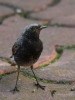 Filename=087_fotowilga~58.JPG
Filesize=262KB
Dimensions=525x700
Date added=Aug 05, 2018 087_fotowilga~58.JPG