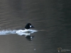 Filename=087_fotowilga~62.JPG
Filesize=226KB
Dimensions=700x525
Date added=Feb 06, 2019 087_fotowilga~62.JPG