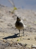 Filename=087_fotowilga~67.JPG
Filesize=264KB
Dimensions=525x700
Date added=Jun 22, 2019 087_fotowilga~67.JPG