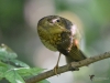 Filename=087_fotowilga~71.JPG
Filesize=301KB
Dimensions=700x525
Date added=Dec 26, 2019 087_fotowilga~71.JPG