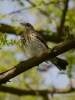 Filename=088_fotowilga~48.JPG
Filesize=245KB
Dimensions=525x700
Date added=Feb 15, 2018 088_fotowilga~48.JPG