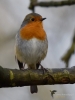 Filename=088_fotowilga~50.JPG
Filesize=224KB
Dimensions=525x700
Date added=Mar 13, 2018 088_fotowilga~50.JPG
