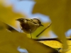 Filename=088_fotowilga~57.JPG
Filesize=210KB
Dimensions=700x525
Date added=Feb 20, 2019 088_fotowilga~57.JPG