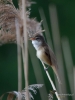 Filename=088_fotowilga~60.JPG
Filesize=246KB
Dimensions=525x700
Date added=Apr 04, 2019 088_fotowilga~60.JPG