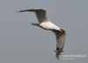 Filename=089_fotowilga~25.JPG
Filesize=50KB
Dimensions=640x457
Date added=May 16, 2016 089_fotowilga~25.JPG
