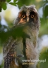 Filename=089_fotowilga~27.JPG
Filesize=56KB
Dimensions=343x480
Date added=Nov 11, 2016 089_fotowilga~27.JPG