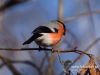 Filename=089_fotowilga~29.JPG
Filesize=65KB
Dimensions=640x480
Date added=Dec 19, 2016 089_fotowilga~29.JPG