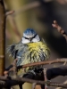Filename=089_fotowilga~53.JPG
Filesize=251KB
Dimensions=525x700
Date added=Jan 06, 2018 089_fotowilga~53.JPG