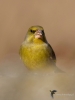 Filename=089_fotowilga~57.JPG
Filesize=199KB
Dimensions=525x700
Date added=May 26, 2019 089_fotowilga~57.JPG