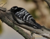 Filename=090_fotowilga~20.JPG
Filesize=103KB
Dimensions=611x480
Date added=Nov 03, 2015 090_fotowilga~20.JPG