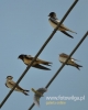 Filename=090_fotowilga~22.JPG
Filesize=60KB
Dimensions=384x480
Date added=Nov 10, 2015 090_fotowilga~22.JPG