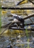 Filename=090_fotowilga~33.JPG
Filesize=71KB
Dimensions=343x480
Date added=Jun 07, 2016 090_fotowilga~33.JPG