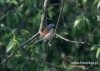 Filename=090_fotowilga~37.JPG
Filesize=77KB
Dimensions=640x457
Date added=Jul 19, 2016 090_fotowilga~37.JPG