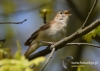 Filename=090_fotowilga~38.JPG
Filesize=68KB
Dimensions=640x457
Date added=Aug 02, 2016 090_fotowilga~38.JPG
