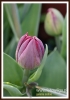 Filename=090_fotowilga~45.JPG
Filesize=186KB
Dimensions=380x540
Date added=Feb 06, 2017 090_fotowilga~45.JPG