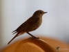 Filename=090_fotowilga~54.JPG
Filesize=199KB
Dimensions=700x525
Date added=Nov 02, 2017 090_fotowilga~54.JPG