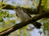 090_fotowilga~60.JPG