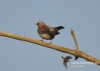 Filename=090_fotowilga~9.JPG
Filesize=71KB
Dimensions=640x457
Date added=Oct 09, 2014 090_fotowilga~9.JPG